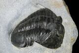 Rare, Ptychopyge Linarsoni Trilobite - Slemestadt, Norway #181846-1